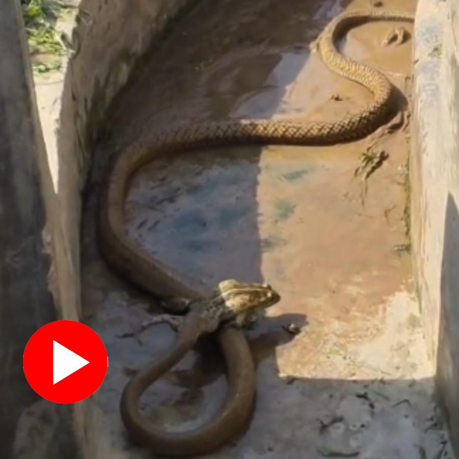 Video of a snake chasing a snake but failing to catch it eventually goes viral dgtl