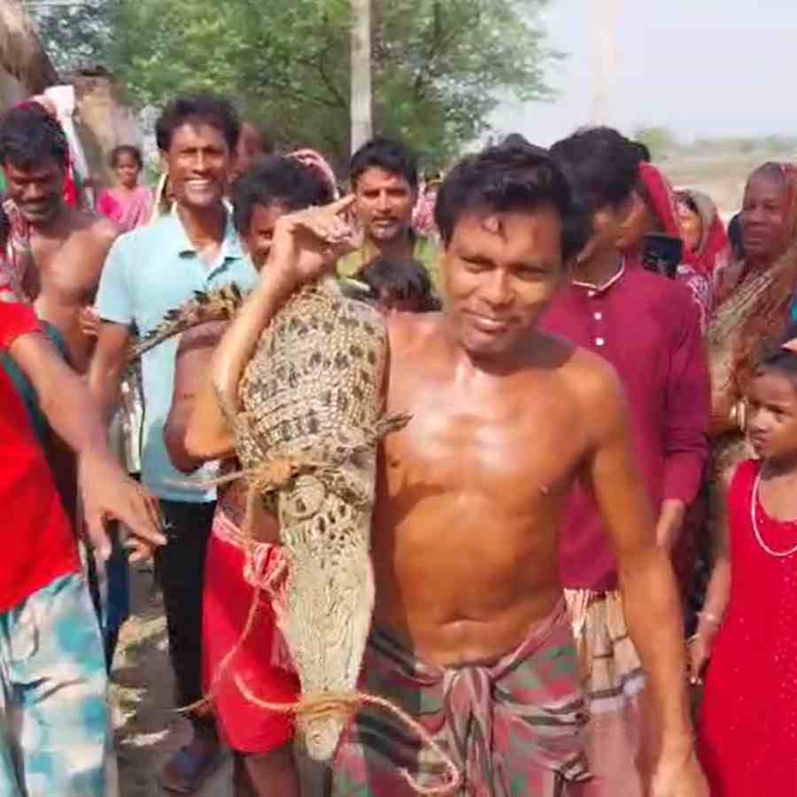 Five feet tall crocodile caught by forest department in Kultali