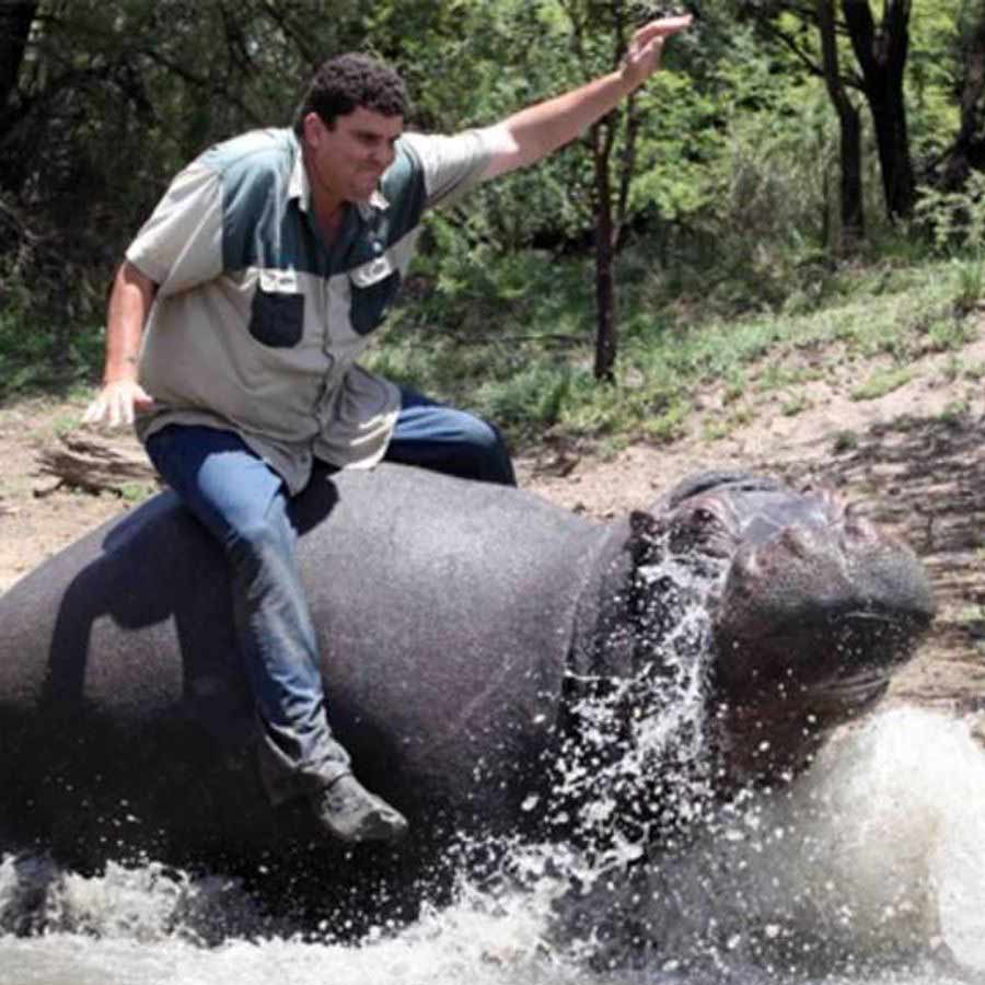 South African army major was attacked by his own pet hippo, know what happens next dgtl