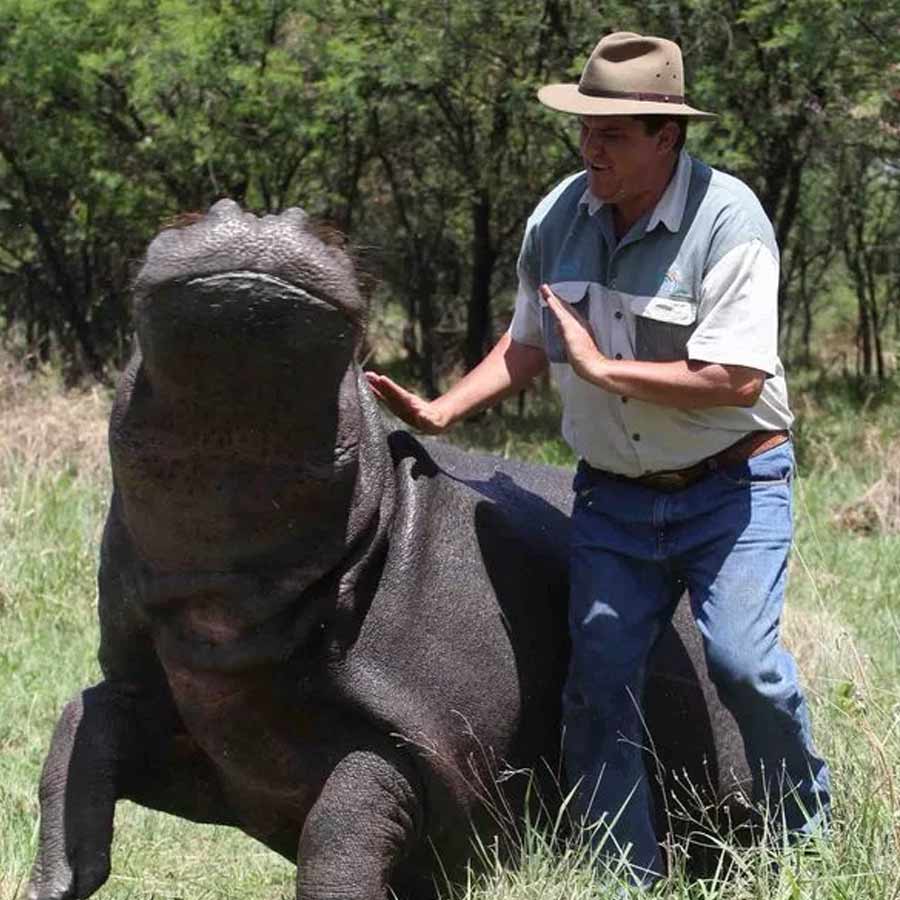  army major attacked by his pet hippo