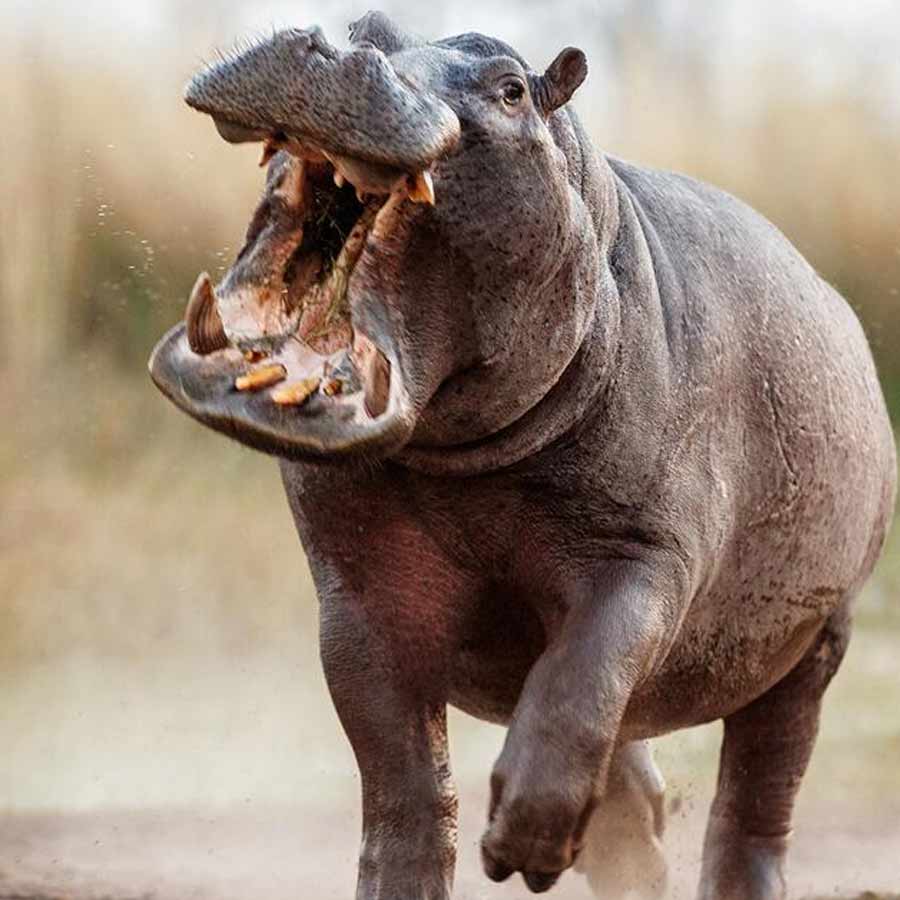 army major attacked by his pet hippo