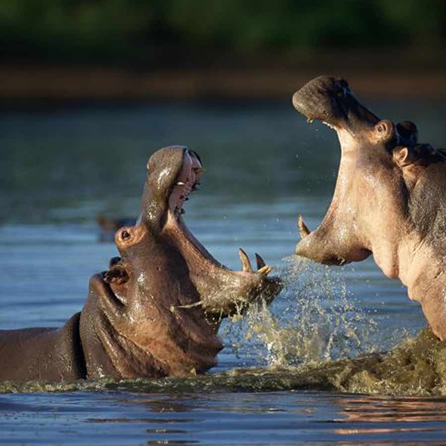  army major attacked by his pet hippo