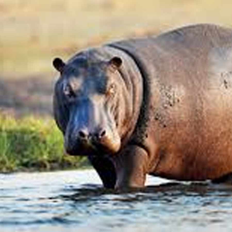  army major attacked by his pet hippo