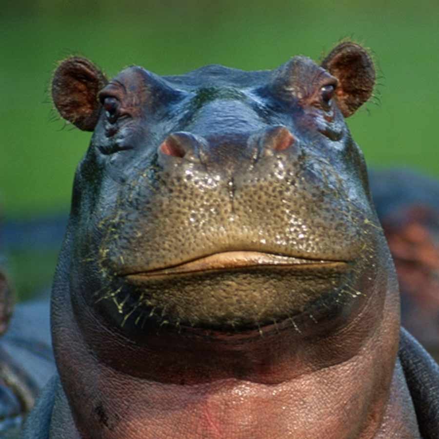  army major attacked by his pet hippo