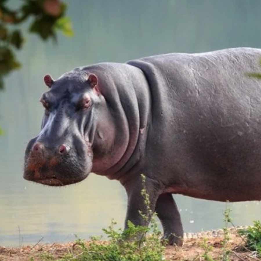  army major attacked by his pet hippo