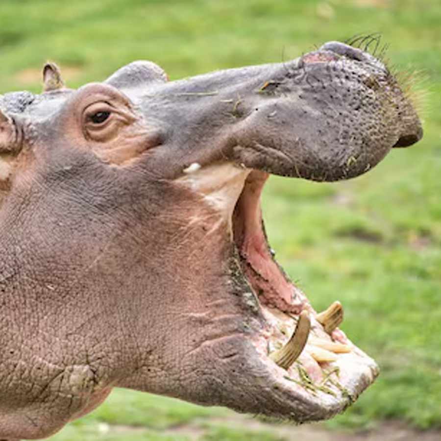  army major attacked by his pet hippo