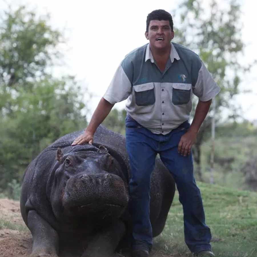  army major attacked by his pet hippo