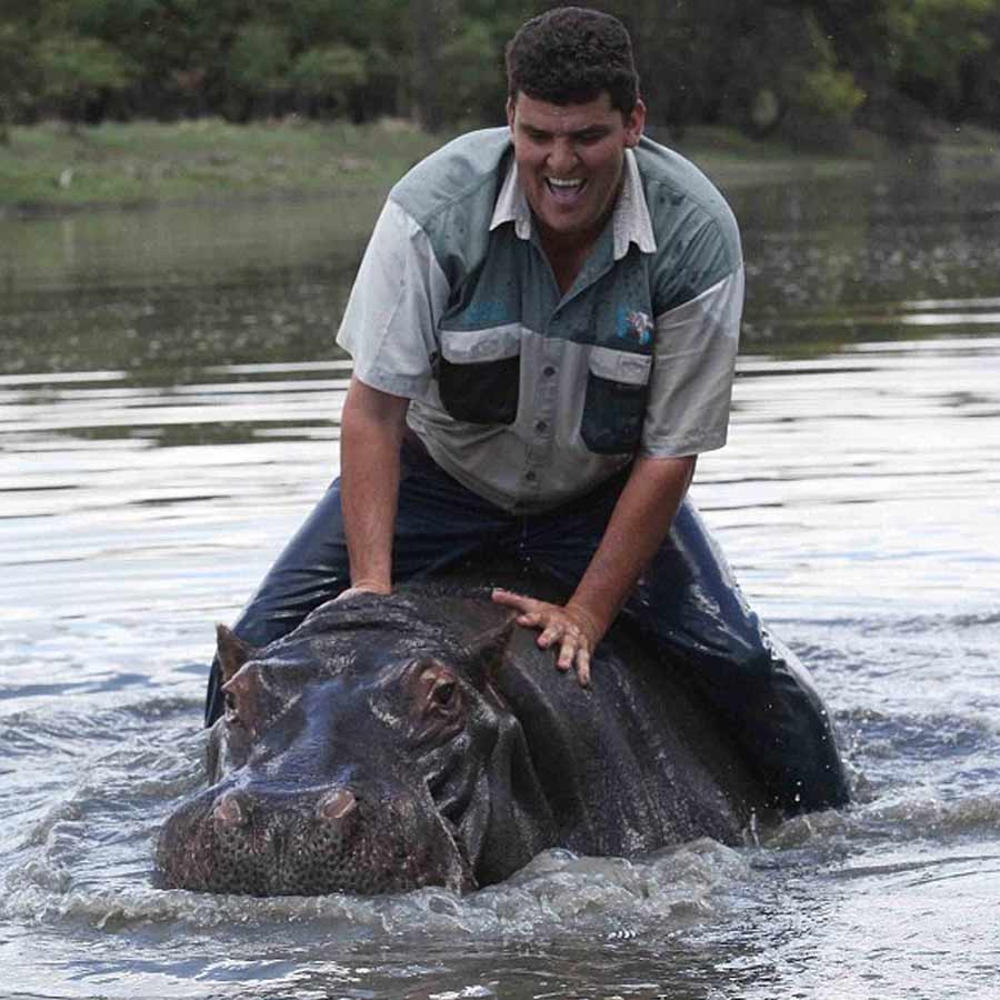 army major attacked by his pet hippo
