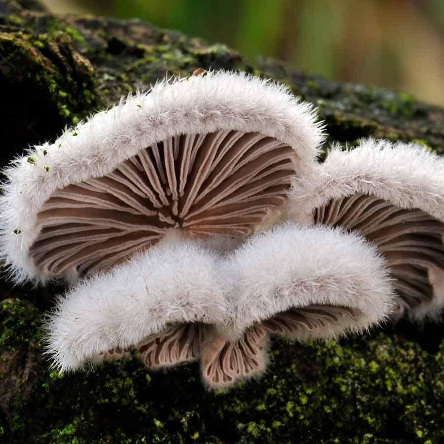 How dangerous is toxic fungus that Chinese researchers allegedly tried to smuggle into US dgtl