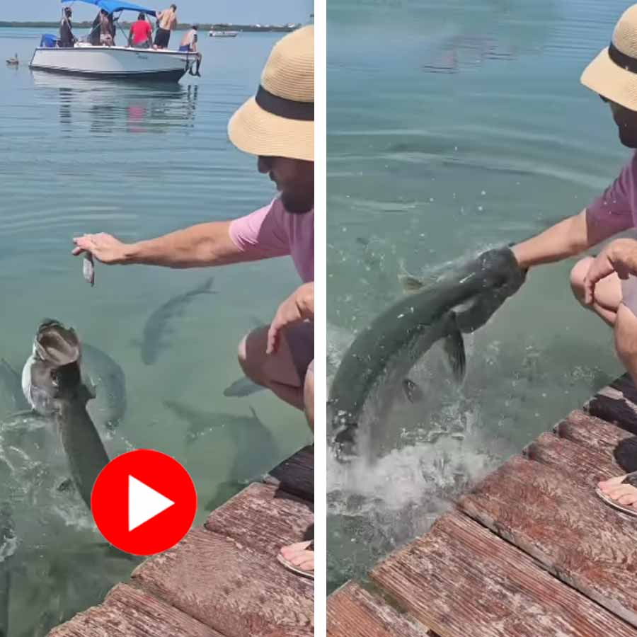Video of a man falling into a lake while trying to feed fishes goes viral dgtl