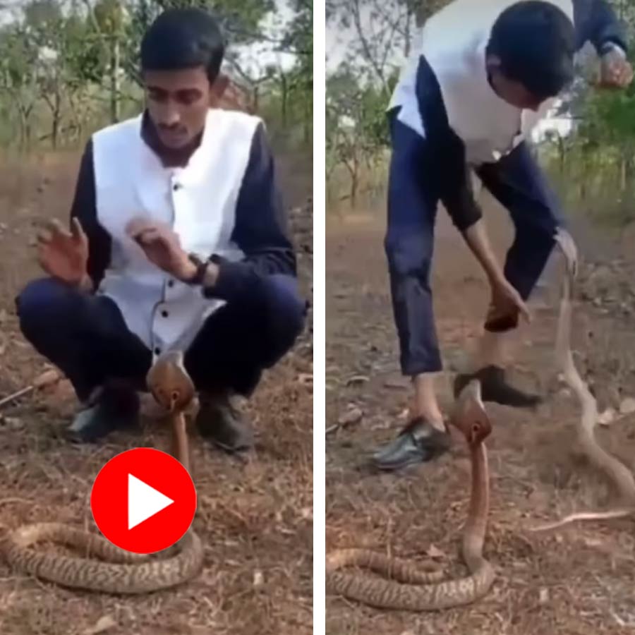 Video of a man messing around with three venomous snakes and getting bitten by one of them goes viral dgtl