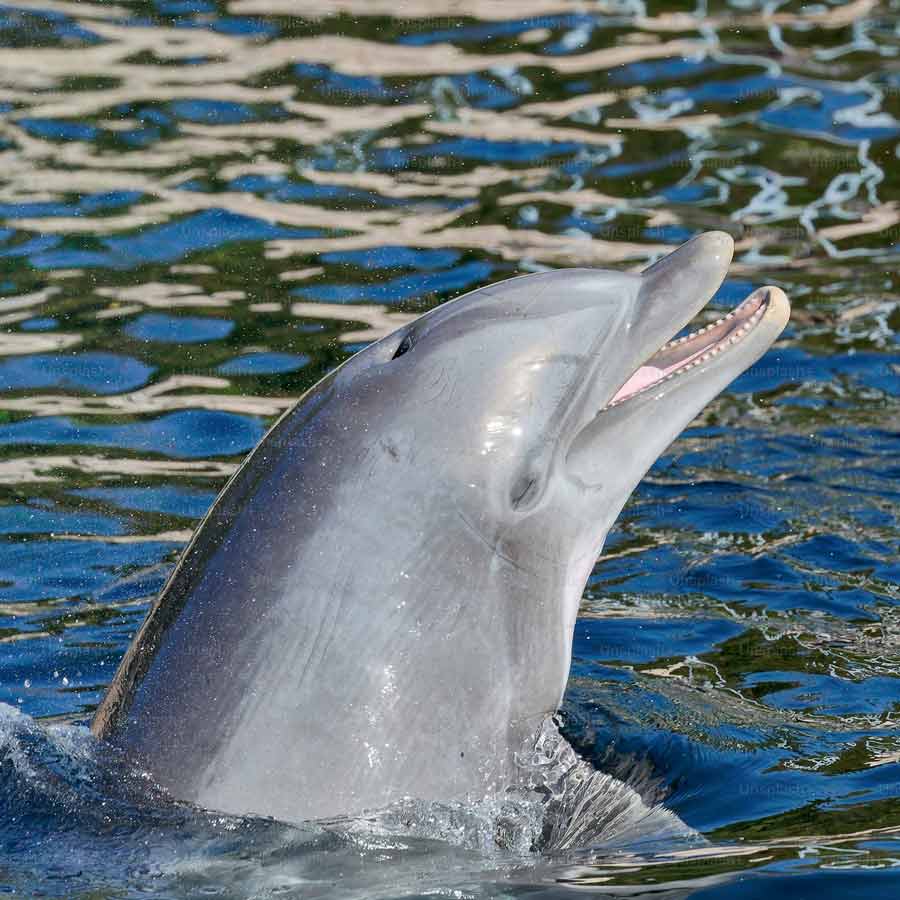 Ukraine tried to blow Crimea bridge with Marichka underwater drone, know the reasons behind Russian failure