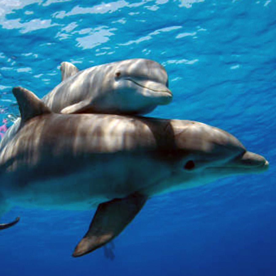 Ukraine tried to blow Crimea bridge with Marichka underwater drone, know the reasons behind Russian failure