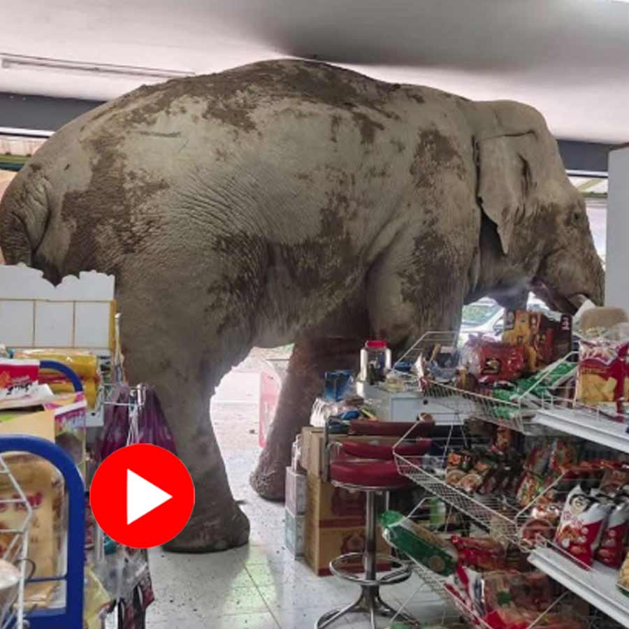 Hungry elephant raids a grocery store in Thailand and leaves without harming anyone, video goes viral dgtl
