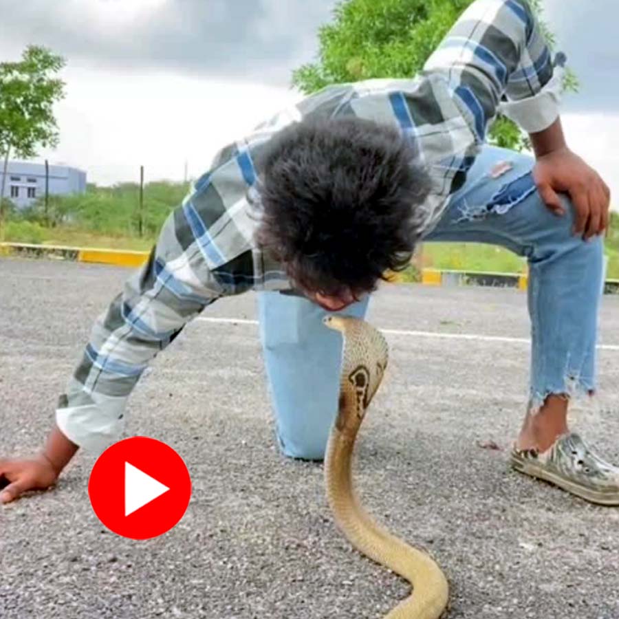 young man is seen kissing King Cobra