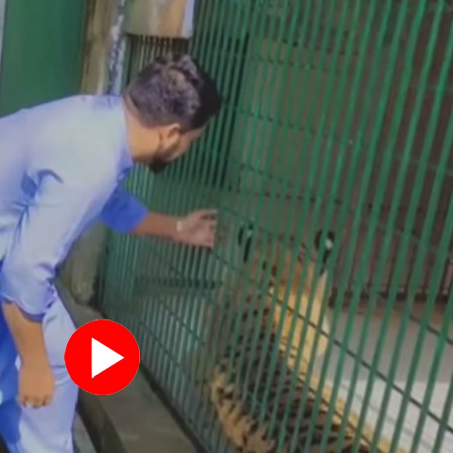 Man enters his hand in a tiger cage