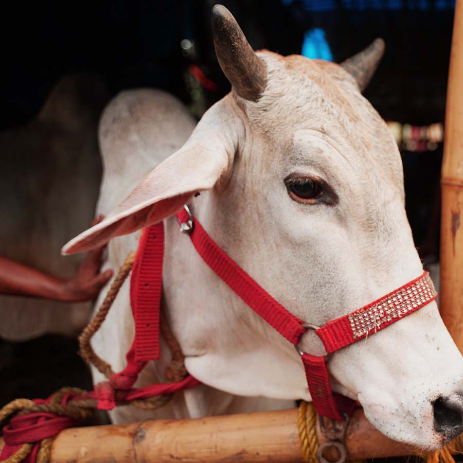 Inside Kolkata’s Grand Eid Cattle Market dgtl