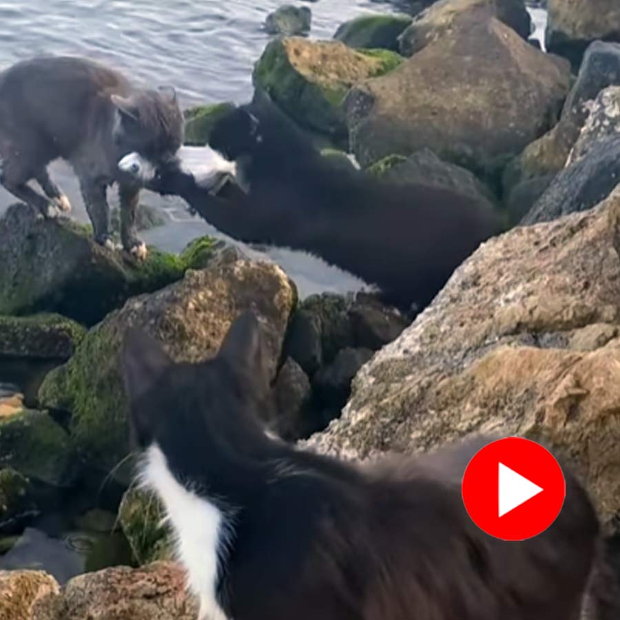 Video of two cat fighting over a fish goes viral dgtl