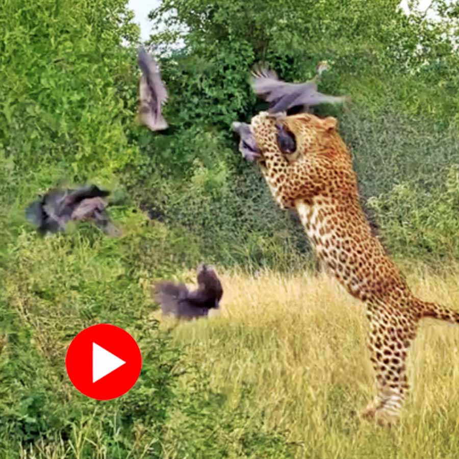 Video of leopard catching bird in Timbavati game reserve South Africa goes viral dgtl