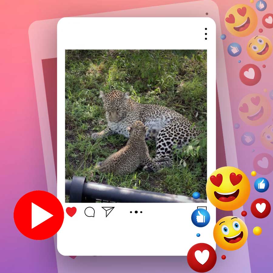 Video of mother leopard playing with its cub goes viral dgtl