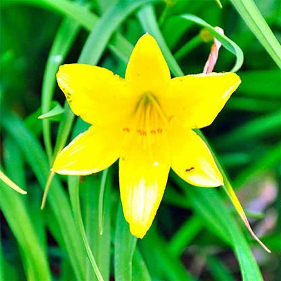 Gardening tips in this monsoon season