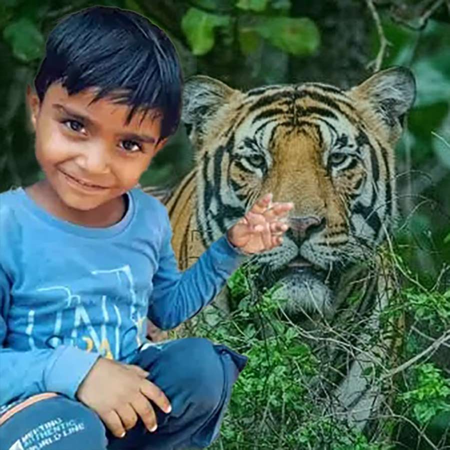 Ranthambore National Park Tale of a tigress named Kankati dgtl