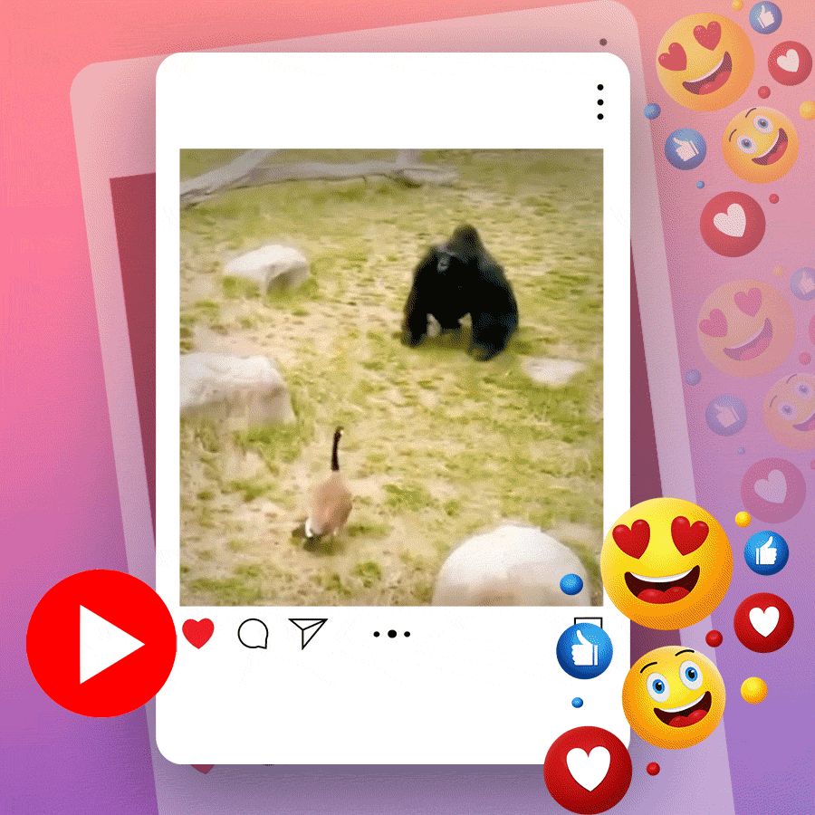 Video of goose chasing gorilla goes viral dgtl
