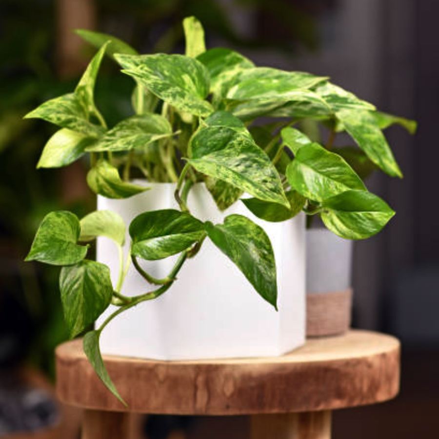 money plant