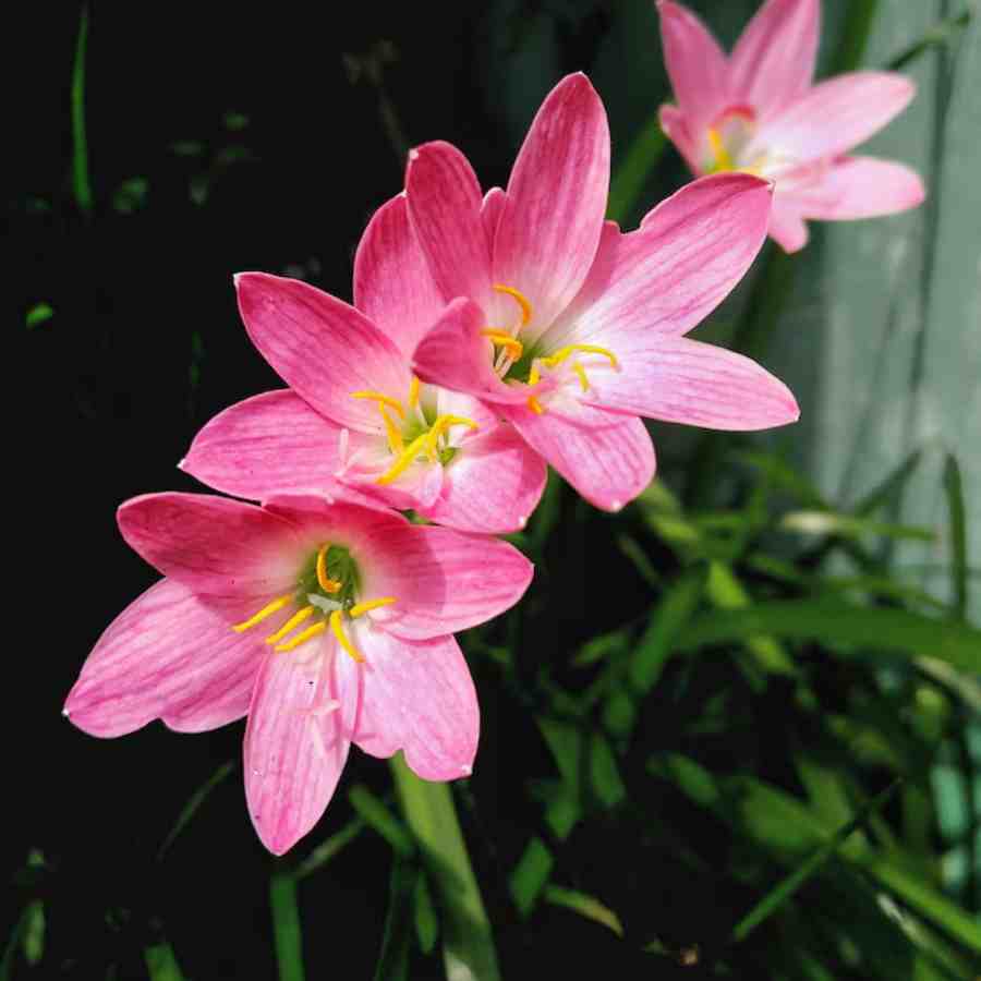 লিলি ফুল।