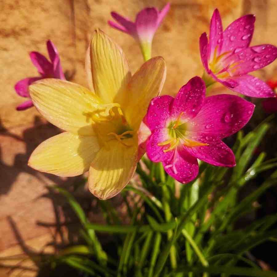 How to grow Rain Lily in your Garden or Balcony during this Monsoon season