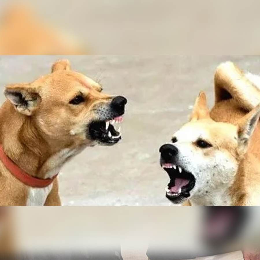 A 13-year-old boy died after a pack of stray dogs attacks him in Bihar dgtl