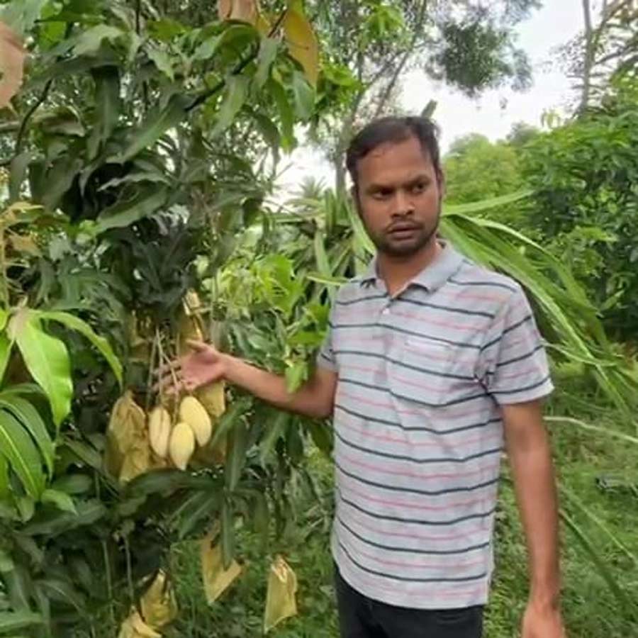 Leaving engineering to take up gardening! 125 varieties of mangoes grow in Nityanand Garai's garden In Bankura dgtld