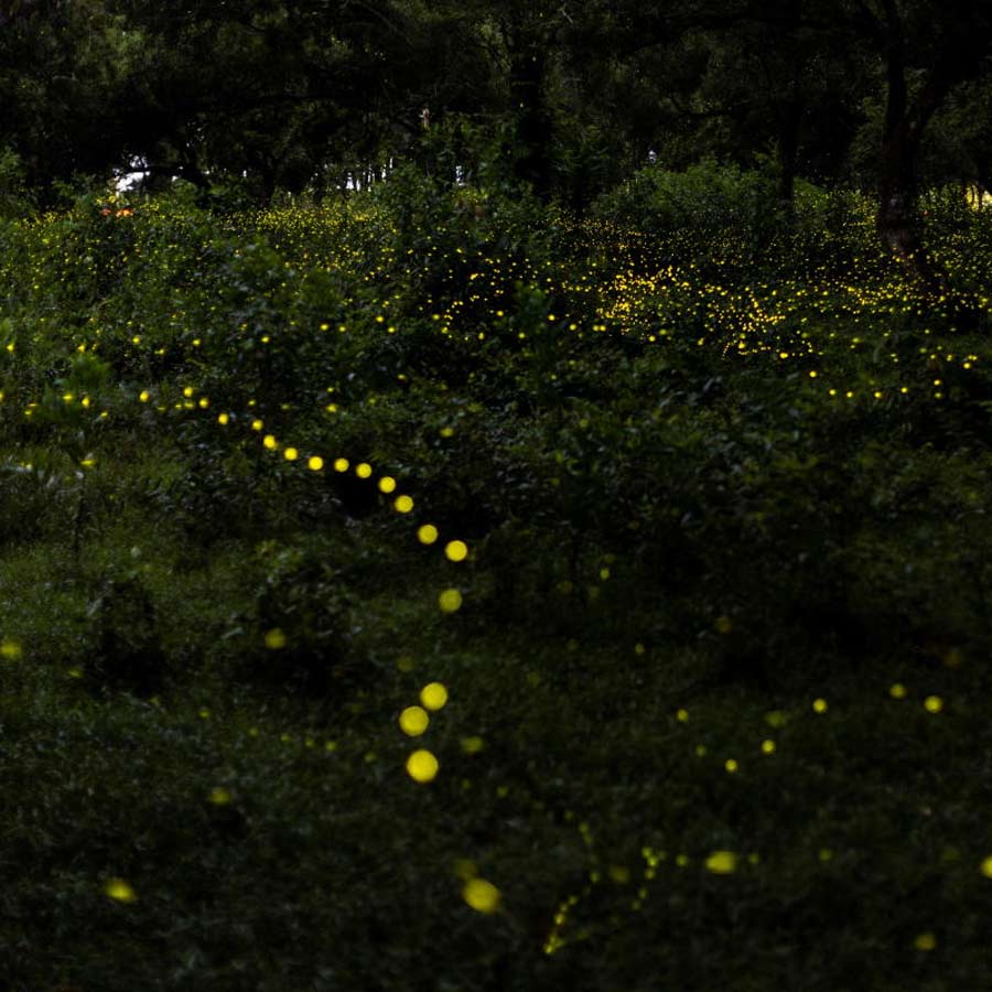 Fireflies are losing communication with each other due to the influence of manmade artificial light