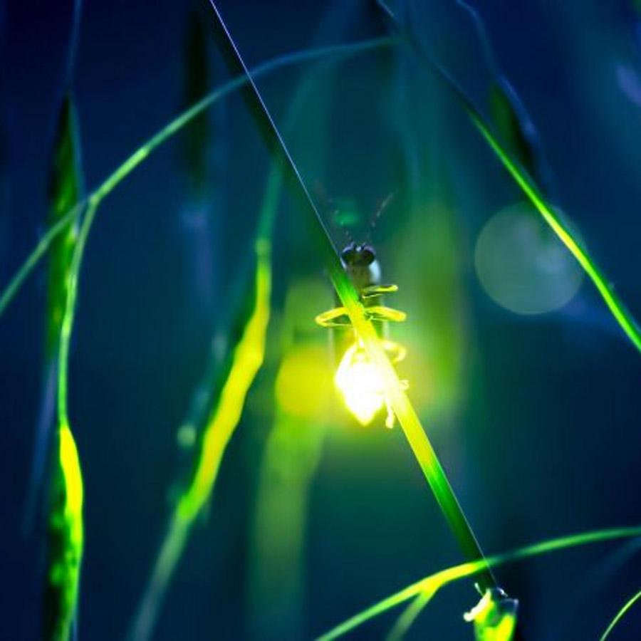 Fireflies are losing communication with each other due to the influence of manmade artificial light