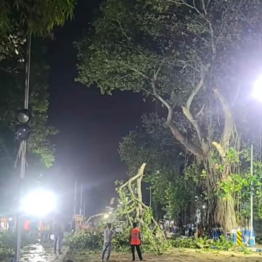 Complaints arise over the cutting of trees in Digha