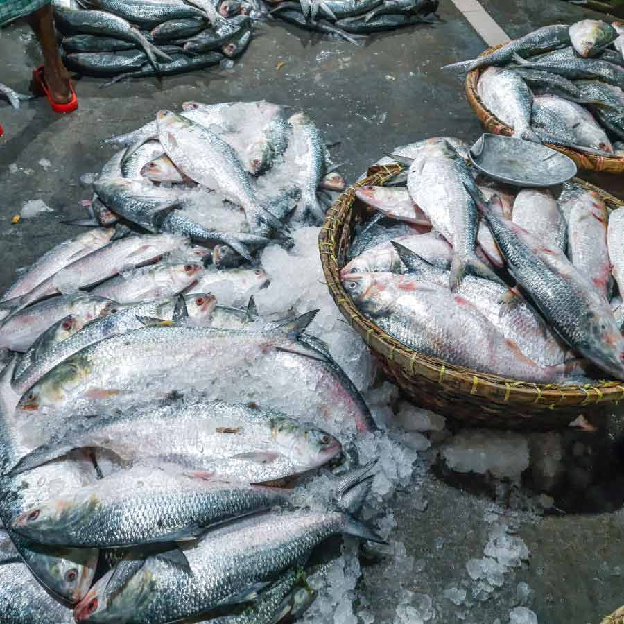 Hilsa was recognizable by its reddish glow on the water