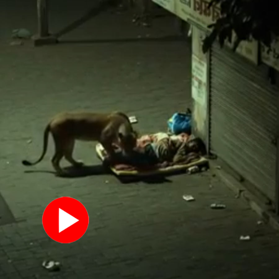 AI Video of a lion was roaming across a city