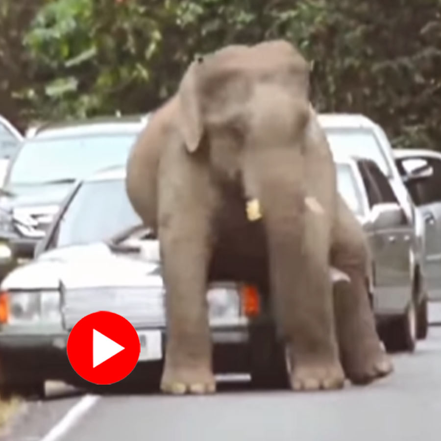 Video of elephant breaking car’s bonnet in Thailand goes viral dgtl