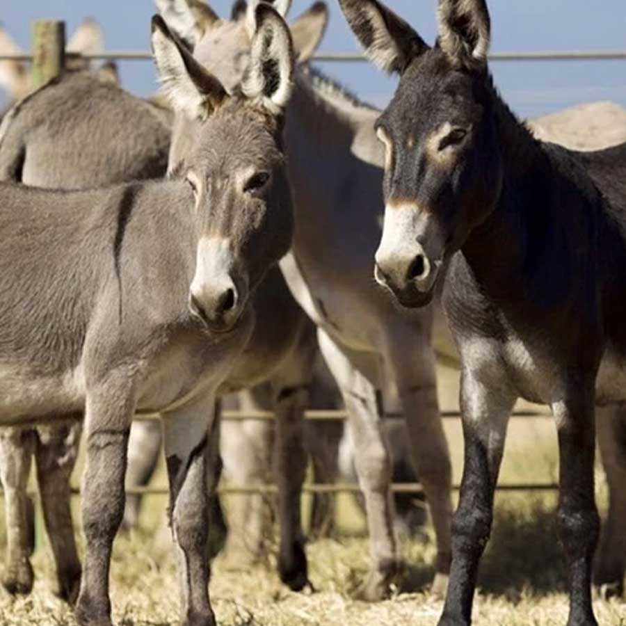 China eyes Pakistan’s donkeys for hides for making ejiao which essential for traditional medicine dgtl