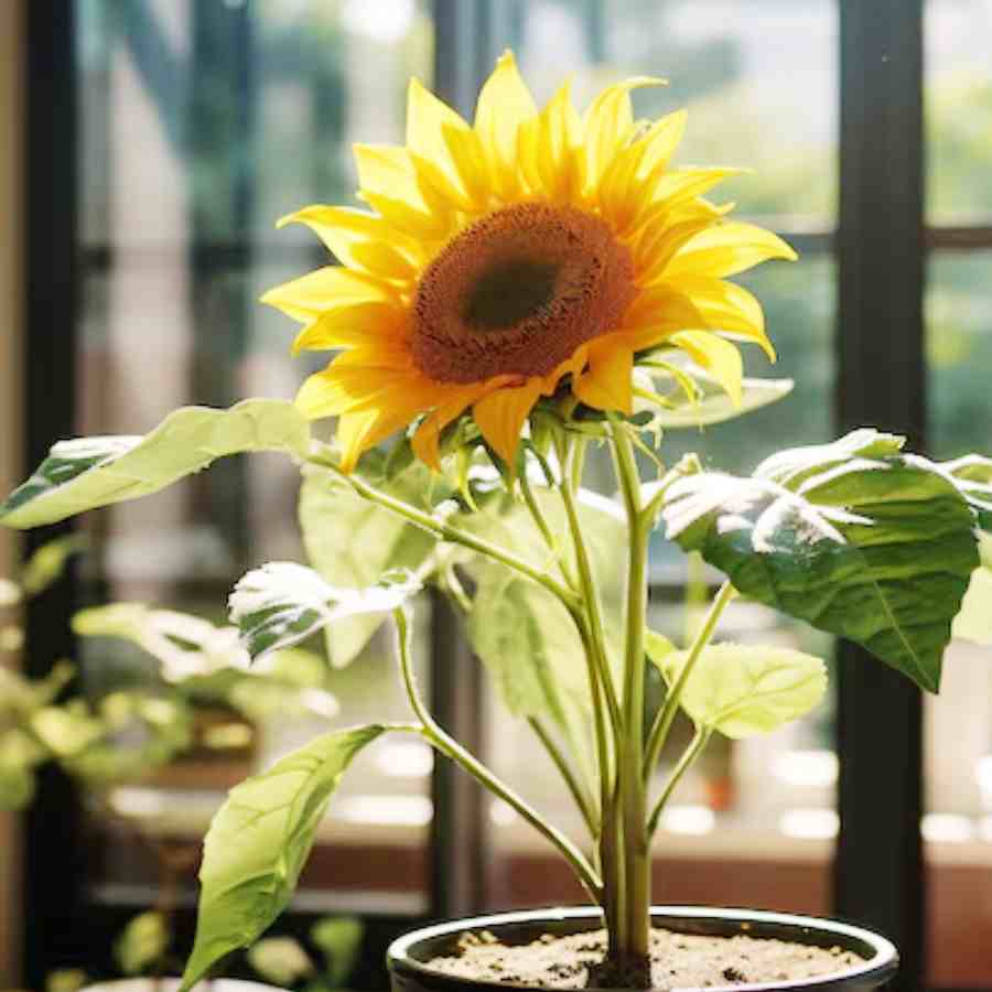 How to grow and care Sunflowers in this rainy season