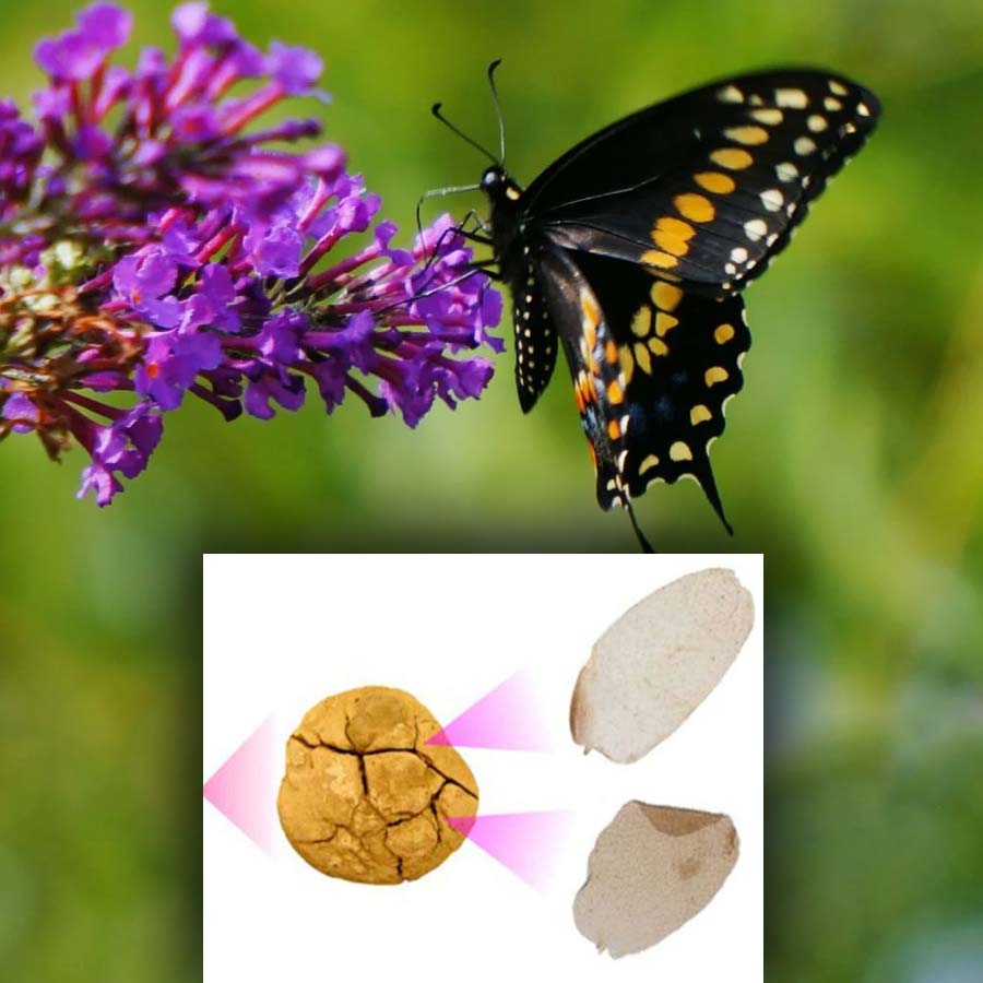 Oldest physical evidence of butterflies and moths discovered in 236 million years old dung sample in Argentina dgtl