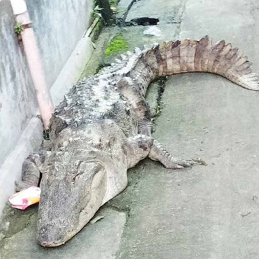 Favorable condition resulting in rise of crocodiles at Kalna