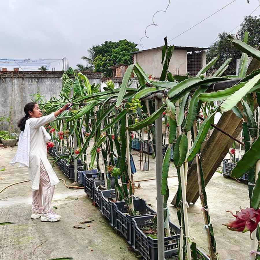 Seasonal fruits being grown at terrace of a school of Bhangar