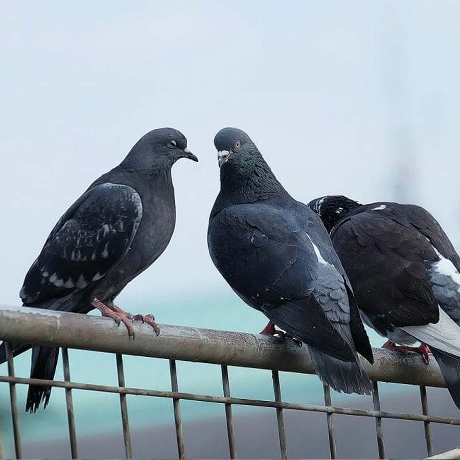 How to keep pigeons away from your balcony and kitchen to avoid mess and health risks