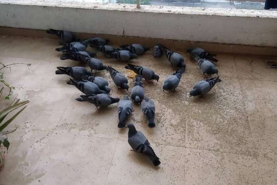 How to keep pigeons away from your balcony and kitchen to avoid mess and health risks