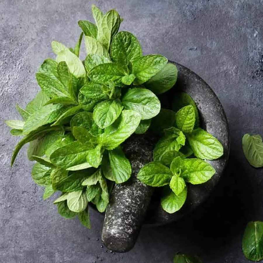 how to make skin cooling toner for summer with Mint dgtl