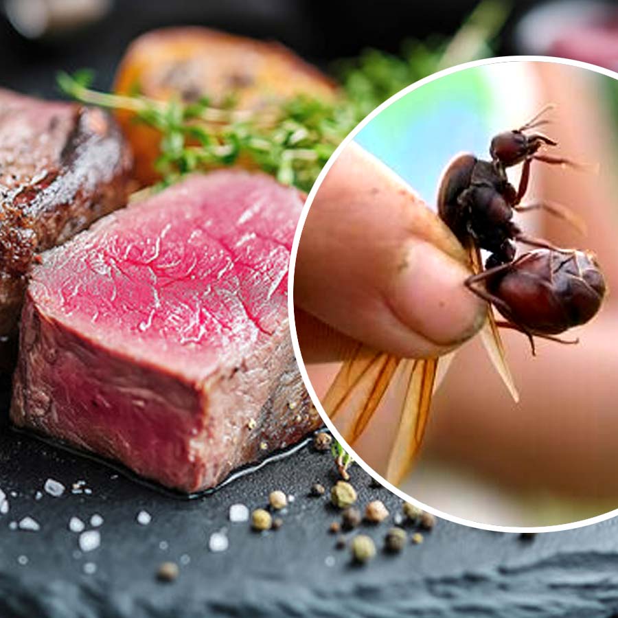 All you need to know about the ten most bizarre street foods across the world dgtl