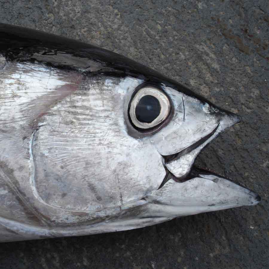 tuna eyeball