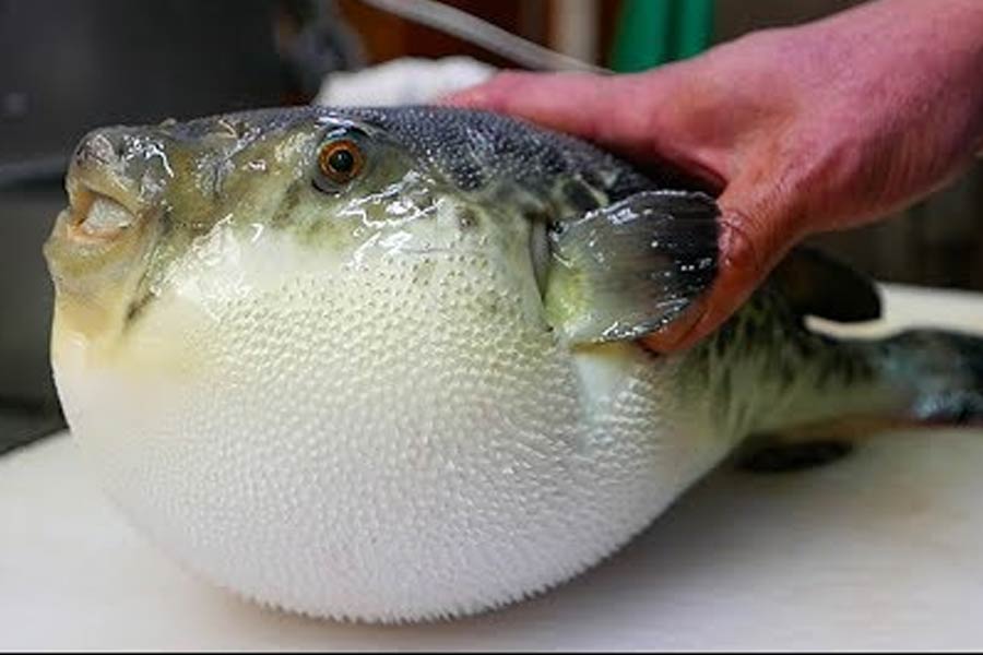fugu