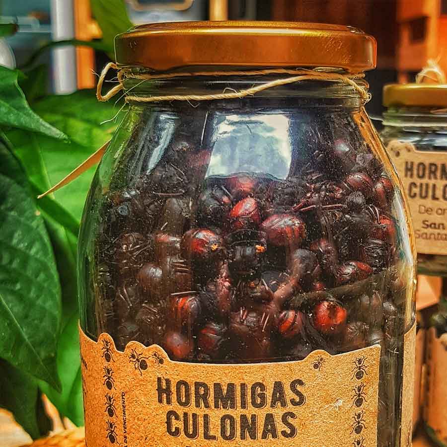 hormigus culonas